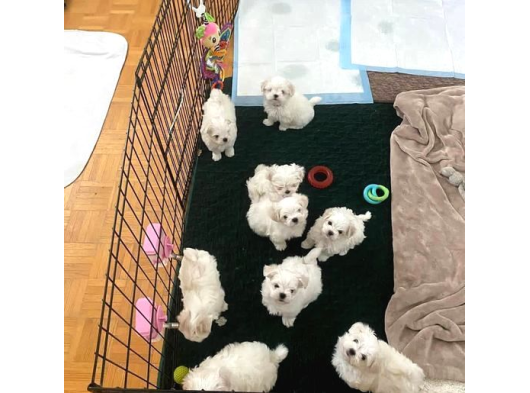 0 Numara Korean Maltese Bebekler görsel