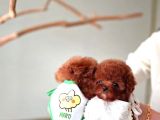 Core Poodle Bebekler