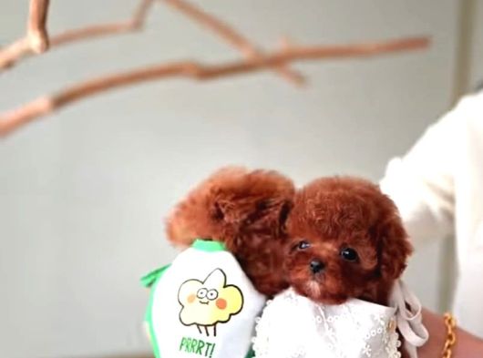 Core Poodle Bebekler görsel