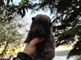 Yüksek Kali̇te Chow Chow Yavrulari