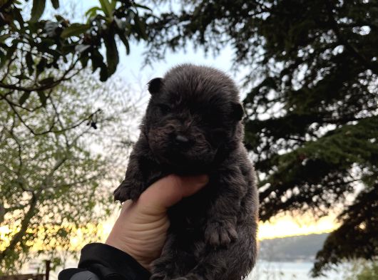 Yüksek Kali̇te Chow Chow Yavrulari görsel