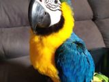 Konuşan Evcil Sarı-Lacivert Macaw
