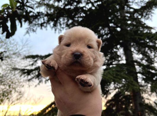 Yüksek Kali̇te Chow Chow Yavrulari görsel