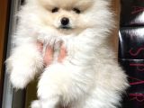 Pomeranian ayıcık yavrumuz teacup kg garantili