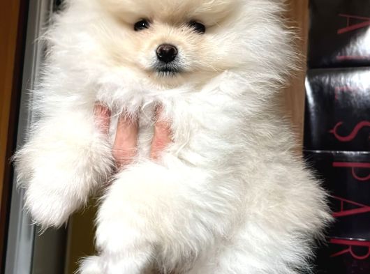 Pomeranian Ayıcık Yavrumuz Teacup Kg Garantili