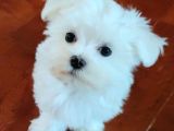 0 Numara Korean Maltese Bebekler