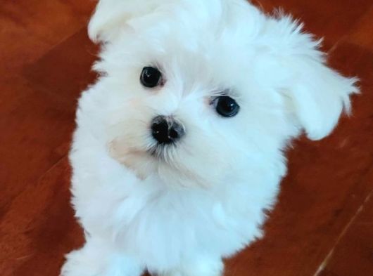 0 Numara Korean Maltese Bebekler görsel