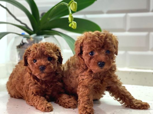 Adana_Petclup görsel