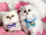 Show Kalite Maviş British Longhair Bebeklerim