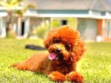 Kurabiye Tadında Poodle Bebeklerimiz