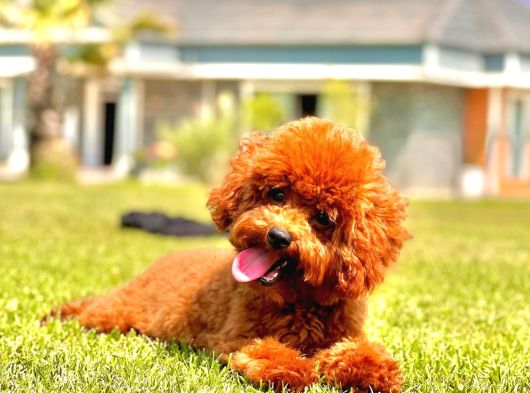 Kurabiye Tadında Poodle Bebeklerimiz görsel