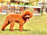 Kurabiye Tadında Poodle Bebeklerimiz