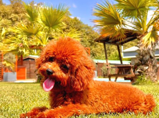 Kurabiye Tadında Poodle Bebeklerimiz görsel