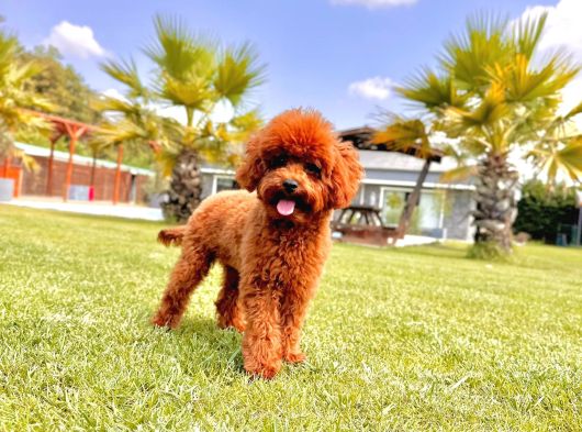 Kurabiye Tadında Poodle Bebeklerimiz görsel