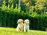 Birinci Sınıf Golden Yavruları
