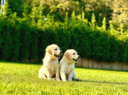 Birinci Sınıf Golden Yavruları görsel