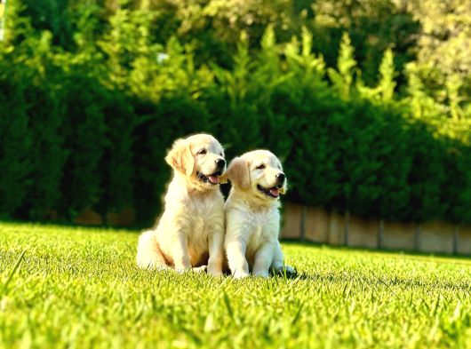 Birinci Sınıf Golden Yavruları görsel