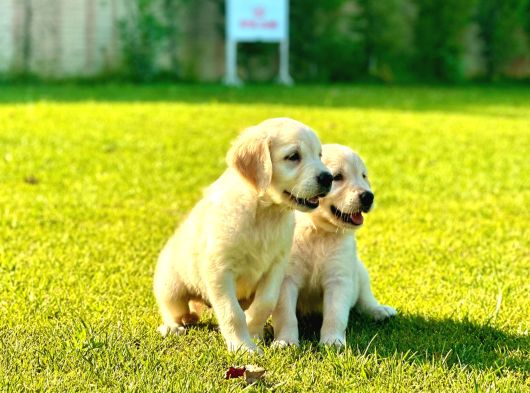 Birinci Sınıf Golden Yavruları görsel