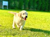 Birinci Sınıf Golden Yavruları