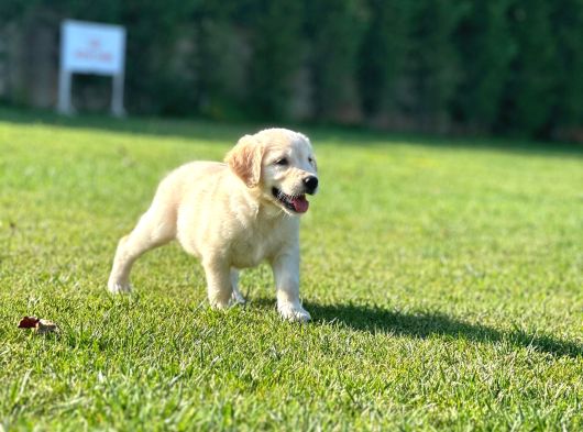 Birinci Sınıf Golden Yavruları görsel