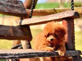 Poodle Çıftliğinden Red Brown Toy Poodle Bebeklerimiz