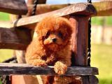 Poodle Çıftliğinden Red Brown Toy Poodle Bebeklerimiz