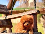 Poodle Çıftliğinden Red Brown Toy Poodle Bebeklerimiz