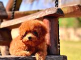 Poodle Çıftliğinden Red Brown Toy Poodle Bebeklerimiz