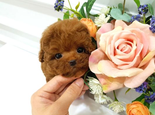 Yeni̇ Yil Bebi̇şleri̇mi̇z Üst Kali̇te Toy Poodle