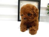 Yeni̇ Yil Bebi̇şleri̇mi̇z Üst Kali̇te Toy Poodle