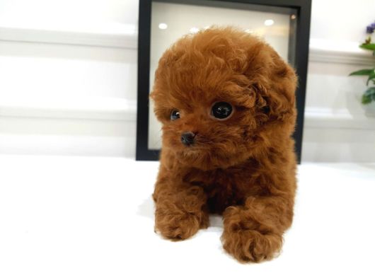 Yeni̇ Yil Bebi̇şleri̇mi̇z Üst Kali̇te Toy Poodle görsel