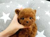 Yeni̇ Yil Bebi̇şleri̇mi̇z Üst Kali̇te Toy Poodle