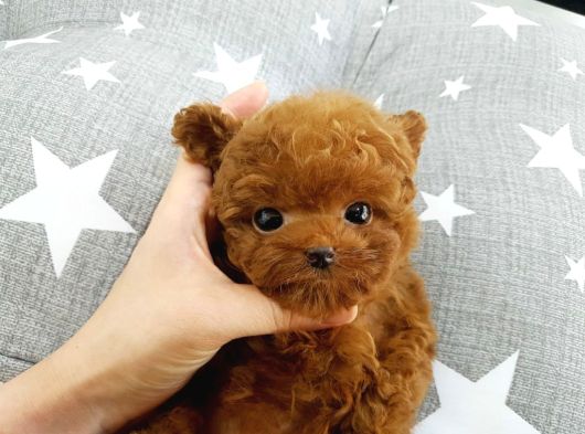 Yeni̇ Yil Bebi̇şleri̇mi̇z Üst Kali̇te Toy Poodle görsel