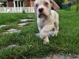 Türki̇yeni̇n En Özel Cane Corsa Yavrusu