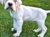 Türki̇yeni̇n En Özel Cane Corsa Yavrusu