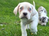 Türki̇yeni̇n En Özel Cane Corsa Yavrusu