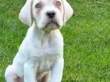 TÜRKİYENİN EN ÖZEL CANE CORSA YAVRUSU