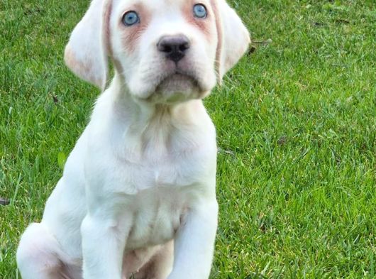 Türki̇yeni̇n En Özel Cane Corsa Yavrusu