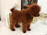 Red Brown Üst Kalite 5 Aylık Erkek Kore Poodle