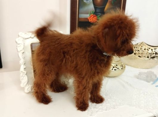 Red Brown Üst Kalite 5 Aylık Erkek Kore Poodle görsel