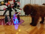 Red Brown Üst Kalite 5 Aylık Erkek Kore Poodle
