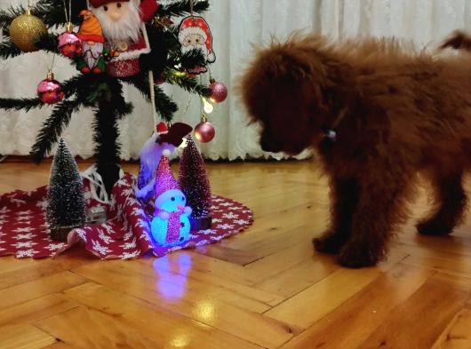 Red Brown Üst Kalite 5 Aylık Erkek Kore Poodle görsel