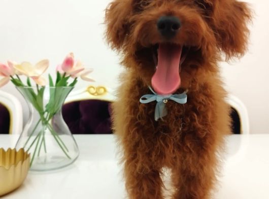 Red Brown Üst Kalite 5 Aylık Erkek Kore Poodle görsel
