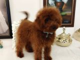 Red Brown Üst Kalite 5 Aylık Erkek Kore Poodle