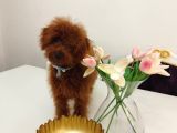 Red Brown Üst Kalite 5 Aylık Erkek Kore Poodle
