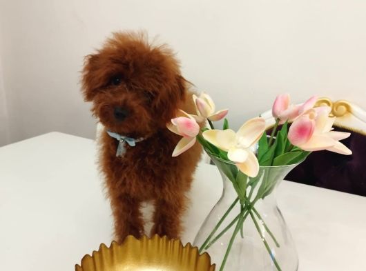 Red Brown Üst Kalite 5 Aylık Erkek Kore Poodle görsel