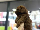 Toy Poodle Yavrular