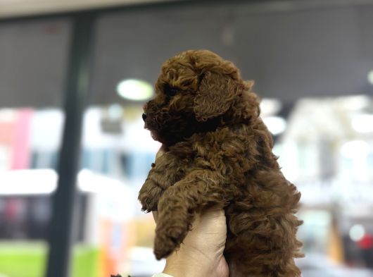 Toy Poodle Yavrular görsel