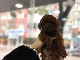 Toy Poodle Yavrular