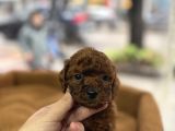 Toy poodle yavrular